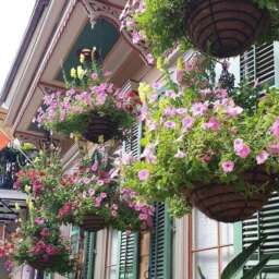 Springtime Magic in New Orleans